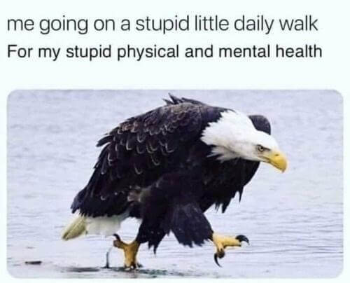An Eagle walking looking sad, the caption reads 'Going for a stupid daily walk, For my stupid physical and mental health'